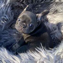 French Bulldog puppies Blue and Tan/French Bulldog/Both/Younger Than Six Months,READY TO LEAVE FOR THEIR NEW HOMES 26/5I have 1 male and 3 female French Bulldog puppies for sale BORN 31/3 They are blue and tan. Puppies are wormed and microchipped and have puppy packs These puppies have wide open nostrils and have gentle playful natures