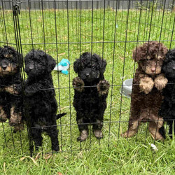 Mini Poodle Puppies PUREBRED/Poodle (Miniature)/Both/Younger Than Six Months,✨SERIOUS ENQUIRIES ONLY✨We have 3 absolutely adorable Miniature Poodle puppies left for sale, ready for their fur-ever homes !!