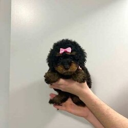 Mini Poodle Puppies PUREBRED/Poodle (Miniature)/Both/Younger Than Six Months,✨SERIOUS ENQUIRIES ONLY✨We have 3 absolutely adorable Miniature Poodle puppies left for sale, ready for their fur-ever homes !!