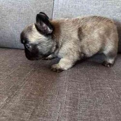 Purebred French bulldog pups short coat and long coat/French Bulldog/Female/Younger Than Six Months,Purebred French bulldog pups 5 weeks old , will be ready in 3 weeks , they will be vet checked microchipped vaccinated and registered with MDBA. Fluffy female sable , fluffy white and black pied female , two cream females , blue male. Located in bulahdelah 