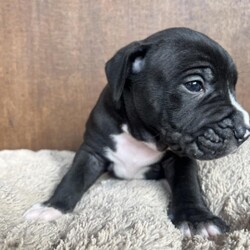 Adopt a dog:Cobalt/American Staffordshire Terrier/Male/Baby,Cobalt, a 4-week-old Stafford Terrier mix, is eager to find his forever family. As a blank slate, he is ready to be molded into the perfect family dog. The possibilities are endless with this little pup, but one thing is for certain - he will steal your heart.