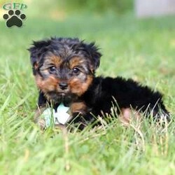 Carlos/Yorkie									Puppy/Male	/8 Weeks,Carlos cute little face is what dreams are made of! His expressive eyes are just begging you to hold him and love on him. He is a super smart little guy with boundless happy energy, always ready for the next adventure! Though small, he is mighty at heart with his “big dog” personality. He would love going everywhere with you…running errands, beach vacations, or just exploring the backyard. He has been loved and doted on thus far in his life, giving him a great start and helping him be more comfortable in the world around him. He is Microchipped and we kept him current on vaccines and dewormer and has had his first puppy vet exam done. We also include a Health Guarantee. Mama is a super sweet Yorkie named Lola weighing in at a darling 10 lbs. Dad is a handsome Yorkie named Lebron weighing 10 lbs. If you want to schedule a visit with this little one or have any questions you can text or call me -Mark Yoder 