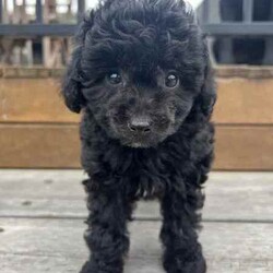 Adorable Mini Poodle Puppies /Poodle (Miniature)/Female/Younger Than Six Months,Adorable Mini Poodle PuppiesMale and female availableChocolate (male and female available)Black (male and female available).8 weeks oldWormed, microchipped, vaccinated and vet checked.The puppies are ready for their new homes now and come with a puppy started pack valued at $250.Located at Wongawallan, about 7mins from MovieWorld.Breeder identification number BIN0000133595974Microchip number 9781142000125816, 978142000125656Beagle | Cavoodle | labradoodle | pug | French bulldog | cavalier | Pomeranian | chihuahua | Maltese