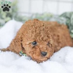 Kaden/Mini Goldendoodle									Puppy/Male	/7 Weeks,Say Hello to this happy, freindly little darling! He is looking for a family to love and adopt. If you love being snuggled, and having a fur baby who will follow you everywhere, this little guy will steal your heart! He loves to shower you with kisses!