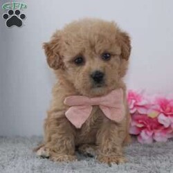 Penny/Mini Goldendoodle									Puppy/Female	/8 Weeks,To contact the breeder about this puppy, click on the “View Breeder Info” tab above.