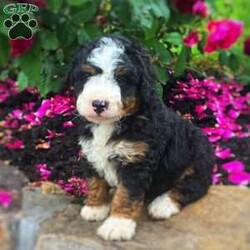 Captain/Mini Bernedoodle									Puppy/Male	/April 15th, 2024,Are you searching for a multigeneration Mini Bernedoodle puppy who is friendly and sweet? You need to see our Mini Bernedoodle puppies! The mother Jasmine is a Mini Bernedoodle and her puppies are just as sweet as she is! Our puppies are vet checked and come up to date on shots and dewormer! If you are looking for a well socialized puppy to add to your home contact us today! 