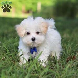 Grant/Maltipoo									Puppy/Male	/13 Weeks,Grant cute little face is what dreams are made of! His expressive eyes are just begging you to hold him and love on him. He is a super smart little guy with boundless happy energy, always ready for the next adventure! Though small, he is mighty at heart with his “big dog” personality. He would love going everywhere with you…running errands, beach vacations, or just exploring the backyard. He has been loved and doted on thus far in his life, giving him a great start and helping him be more comfortable in the world around him. He is Microchipped and we kept him current on vaccines and dewormer and has had his first puppy vet exam done. We also include a Health Guarantee. Mama is a super sweet poodle named Angel weighing in at a darling 8 lbs. Dad is a handsome Maltese named Walter. If you want to schedule a visit with this little one or have any questions you can text or call me -Mark Yoder 