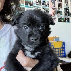 Adopt a dog:Wooper/Australian Shepherd/Female/Baby,Hi, My name is Wooper. I am a fun loving puppy. I am social and enjoy the company of humans. I have always been happy and energetic. I am smaller than my siblings but I have a big personality. I give puppy kisses and enjoy being held. I enjoy being outdoors with my siblings and exploring our yard. I like chasing my siblings around the yard. I am not potty trained but I have gone potty outside a few times (when you gotta go, you gotta go).

A word from my foster mommy......

Wooper started her life with a foster mom who bottle fed and made her strong. I am thankful to her for that. I am her second foster mom. It was such a surprise to see how much she look like her big brother Clodsire. She is so adorable and friendly. She is easy going and will melt your heart when you see her. Her breed is a best guess: her adorableness is not. : )

If you are interested in Wooper, please fill out an online application for her. She is available to go home after June 11, 2024. Only an approved applicant will be allowed to meet her. If you have any questions, my name is Anna, please feel free to email me directly at anna@animalcompassionteam.com I will do my best to reply back as quickly as possible.
I look forward to reading your application if you choose to submit one.
Thank you for visiting this page.