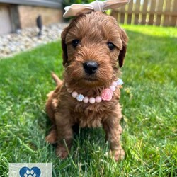 Chapel/Mini Goldendoodle									Puppy/Female	/6 Weeks,Meet Chapel, a spunky small girl. She loves to jump around outside and rip up the grass ! She has been raised with kids and acclimated to sounds and textures ! 