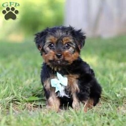 Carlos/Yorkie									Puppy/Male	/8 Weeks,Carlos cute little face is what dreams are made of! His expressive eyes are just begging you to hold him and love on him. He is a super smart little guy with boundless happy energy, always ready for the next adventure! Though small, he is mighty at heart with his “big dog” personality. He would love going everywhere with you…running errands, beach vacations, or just exploring the backyard. He has been loved and doted on thus far in his life, giving him a great start and helping him be more comfortable in the world around him. He is Microchipped and we kept him current on vaccines and dewormer and has had his first puppy vet exam done. We also include a Health Guarantee. Mama is a super sweet Yorkie named Lola weighing in at a darling 10 lbs. Dad is a handsome Yorkie named Lebron weighing 10 lbs. If you want to schedule a visit with this little one or have any questions you can text or call me -Mark Yoder 