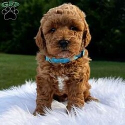 Baxter/Mini Goldendoodle									Puppy/Male	/April 30th, 2024,Baxter is a social puppy with a gentle personality. He loves people, is fun loving and loves his snuggles! 