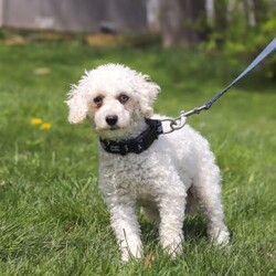 Grant/Maltipoo									Puppy/Male	/13 Weeks,Grant cute little face is what dreams are made of! His expressive eyes are just begging you to hold him and love on him. He is a super smart little guy with boundless happy energy, always ready for the next adventure! Though small, he is mighty at heart with his “big dog” personality. He would love going everywhere with you…running errands, beach vacations, or just exploring the backyard. He has been loved and doted on thus far in his life, giving him a great start and helping him be more comfortable in the world around him. He is Microchipped and we kept him current on vaccines and dewormer and has had his first puppy vet exam done. We also include a Health Guarantee. Mama is a super sweet poodle named Angel weighing in at a darling 8 lbs. Dad is a handsome Maltese named Walter. If you want to schedule a visit with this little one or have any questions you can text or call me -Mark Yoder 