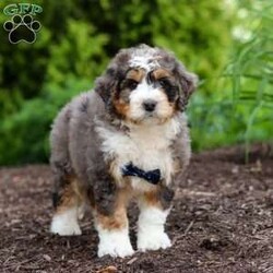 Mason/Mini Bernedoodle									Puppy/Male	/7 Weeks,Meet our charming little Bernedoodle puppy named Mason. He is a bundle of joy and fluff that will steal your heart instantly! With fluffy fur and eyes that sparkle with curiosity, this little guy is ready to fill your home with joy. He has a heart full of love and a playful spirit that will fill your home with laughter. Whether cuddled up on the couch or exploring the great outdoors he is ready to bring endless joy and companionship to the lucky family that opens their hearts to his boundless affection. His playful demeanor makes him a wonderful companion for both individuals and families alike. He has inherited the friendly nature of the Bernese Mountain Dog and the intelligence of the Poodle. 