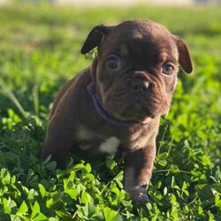 /French Bulldog/Both/Younger Than Six Months,@WorldofwrinklesStunning French bulldog puppies.QUALITY COUNTS!