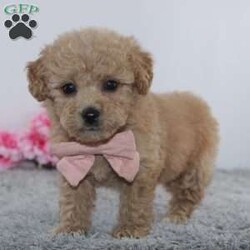 Penny/Mini Goldendoodle									Puppy/Female	/8 Weeks,To contact the breeder about this puppy, click on the “View Breeder Info” tab above.