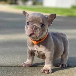 /French Bulldog/Both/Younger Than Six Months,@WorldofwrinklesStunning French bulldog puppies.QUALITY COUNTS!