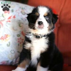 Jasper/Miniature Australian Shepherd									Puppy/Male	/8 Weeks,Meet this handsome boy named Jasper. He is an AKC registered Mini Aussie pup who is in search of his forever home. Jasper is up to date on all his vaccinations, vet checked and on a de worming schedule. He is well socialized, loves attention and enjoys playing with our kiddos. Please call or text us today to learn more about Jasper and how you can adopt him into your family!