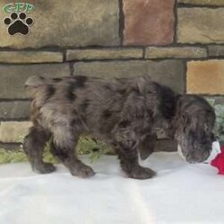 Grant/Cocker Spaniel									Puppy/Male	/7 Weeks,Hi, im a Cocker Spaniel puppy. I am looking forward to meeting you! I am up to date with my immunizations, my wormer medication, socialized. I am also vet-checked to make sure I am healthy. I come with a 30 day health guarantee. For more information call or text Linda 