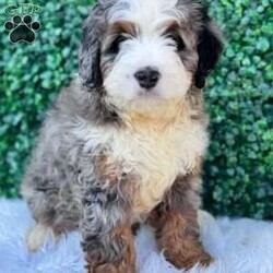 Charlie/Mini Bernedoodle									Puppy/Male	/9 Weeks,Charlie will melt your heart with his sweet Personality!!! he loves cuddles an all the attention !! very well socialized and loves children!!! Charlie is vet checked ,micro chipped an up to date on all his shots !! He is looking for his forever family !! for more information call Michael 