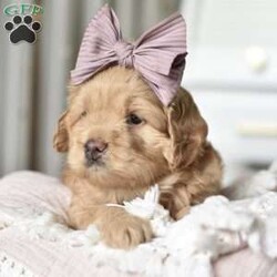 Nala/Mini Goldendoodle									Puppy/Female	/5 Weeks,Say Hello to our lil princess..She’s just the perfect blend of sweet and sassy! She will be around 20lbs full grown!! Mama and Daddy are both Genetically Health tested!! She will be started on crate and litter box training..