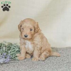 Landon/Mini Goldendoodle									Puppy/Female	/6 Weeks,Adorable, affectionate, and friendly! Landon is a cuddly Mini Goldendoodle, family raised with lots of love and pampering. He is currently being house trained and loves a romping in the grass! He comes with a 1 year genetic health guarantee, an he is up to date on his vaccinations and dewormer. 