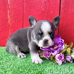 Sophie/French Bulldog									Puppy/Female	/10 Weeks,Sophie is an awesome blue tan husky fluffy carrier Akc registered frenchy puppy! Brilliant blue eyes! Carries coco and testable Isabella chocolate! Great quality! Up to date with all shots and dewormings will come with a health guarantee! Family raised and well socialized! Ground delivery is available right to your door! Contact us today to get your new family member!