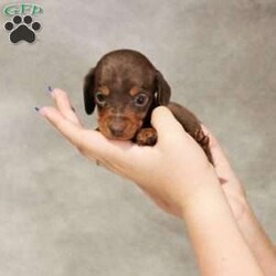 Chip/Dachshund									Puppy/Male	/6 Weeks,This tiny boy is ready to find his forever family. He is so gentle, sweet and loving. His parents are genetically tested. He has begun early socialization and enrichment. He has been seen by our certified veterinarian, microchipped and will get sent home with a pre-paid registration and an online pre-paid K9 Master Class to kick-start training! 