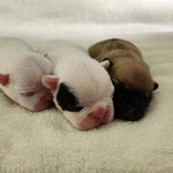 ANKC French Bulldog Puppy/French Bulldog/Male/Younger Than Six Months,We have available a beautiful Chunky Pied Boy to the best of homes.This little bundle of joy is playful, affectionate, and full of personality.Raised in a loving home environment, they’re well-socialized and ready to become part of your family.He will be ready on the 29th of June 2024 at 8 weeks of age.Quality Bred, both parents are of Champion Lineage from European & Uk Bloodlines.All relative heath testDNA Ex ray's Trachea scoring, andRFG assessments have been done within our breeding program.He comes with a Sales contractFully vet checked vaccinated wormed6 weeks complimentary InsuranceExtensive information package.and Breeder support.Don’t miss out on this adorable French Bulldog puppy, They bring so much love and laughter to your home. 