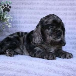 Beauty/Cocker Spaniel									Puppy/Female	/May 2nd, 2024,Are you looking for a charming Cocker Spaniel puppy with a gorgeous soft coat and gentle eyes? You must meet our beautiful puppies! Each puppy in this litter comes up to date on shots and dewormer and is vet checked. Our puppies are family raised and socialized with children and other dogs. If you are seeking a friendly, intelligent, and loving puppy contact us today! 