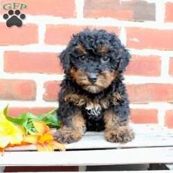 Buddy/Miniature Poodle									Puppy/Male	/10 Weeks,Look at my handsome black and tan fur! Aren’t I just the cutest little puppy you have ever seen? 