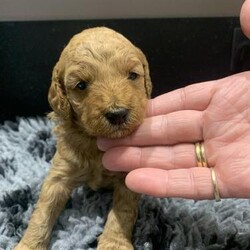 Adopt a dog:F1BB Cavapoo Puppies 2 Boys now Available/Cavapoo/Mixed Litter/7 weeks,Welcome to our advert of our Five beautiful F1BB Cavapoo puppies. 4 Boys and 1 Red Girl. 2 Now Reserved

Born on 31st May and Ready to leave at 8 weeks old - Viewings will be when they are 4 weeks old which will be towards the end of June.

Mother is our family pet an Apricot Cavapoo with a loving nature who loves to be around you and a perfect lap dog. She is very affectionate, smart and very playful.

She has clear health checks for the following:
- Dry eye Curley coat syndromes (CCS)
- Episodic falling
- PRCD Pra Progressive Retinal Atrophy

Dad is a Miniature Red Poodle with a full Pedigree history. He is fully health checked and clear of the following:
- Degenerative Myeloma (DM) Gangliosidosis GM2
- Neonatal Encephalopathy with Seizures (NEWS)
- Progressive Retinal Atrophy (Rod-Cone Dysplasia 4) (RCD4)
- Von Willebrand Disease I (VWD1)
Documents are provided for both.

Mum will be available to see. Puppies have been reared in our family home and are used to a home environment.

They are experiencing household sounds and are socialised with our other family dogs.

Puppies will be non-shedding coats.

They will be provided with a document folder containing all their information, vet checks, first vaccination, details of microchip, worming and free 4 weeks pet insurance.

They also come with a puppy pack which includes a blanket with mum’s scent on which will help settle the puppy into their new home. Also some food and some playful toys.

If you’re interested we would ask you to fill out a brief questionnaire to make sure we are satisfied they are going to the right homes.

£1,450.00 Each

Many thanks for viewing. Lisa.