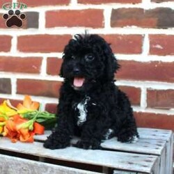 Colby/Miniature Poodle									Puppy/Male	/8 Weeks,Are you seeking a jet black Mini Poodle who is curly and cute? This little angel is up to date on shots and dewormer and vet checked! The breeder is making sure Colby is family raised and well socialized before he leaves. If you are seeking a goofy, playful, and smart little Poodle contact Steven today! 