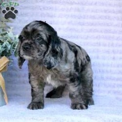 Beauty/Cocker Spaniel									Puppy/Female	/May 2nd, 2024,Are you looking for a charming Cocker Spaniel puppy with a gorgeous soft coat and gentle eyes? You must meet our beautiful puppies! Each puppy in this litter comes up to date on shots and dewormer and is vet checked. Our puppies are family raised and socialized with children and other dogs. If you are seeking a friendly, intelligent, and loving puppy contact us today! 