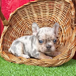 Skyler/French Bulldog									Puppy/Male	/10 Weeks,Skyler is an eye catching little Lilac tan Merle Akc registered frenchy puppy! Great quality! Listed at pet price contact us for price with full rights! Up to date with all shots and dewormings will come with a health guarantee! Family raised and well socialized! Ground delivery is available right to your door! Contact us today to get your new family member!