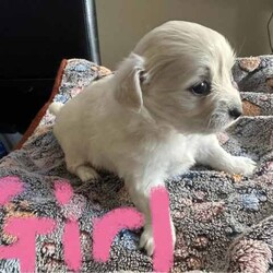Pure breed chihuahua /Chihuahua (Long Coat)/Female/Younger Than Six Months,Pure Breed Chihuahua puppy1 Female - white long coatMum is white long coatDad is long coat white/ tanPuppies where born on the 19th of April and is ready to goPuppy will be vet checked microchipped and wormedContact Daphne on ******5831 REVEAL_DETAILS 