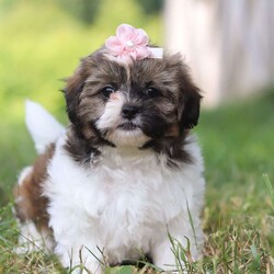 Hazel/Shih-Poo									Puppy/Female	/8 Weeks,Meet Hazel, the Cutest Shihpoo puppy who embodies the perfect blend of sweetness and spunk. With an irresistibly fluffy coat she is an absolute joy to snuggle. Her round, expressive eyes twinkle with curiosity and intelligence, revealing a playful spirit that’s ready for any adventure. She has been given the utmost care and attention since day one. Our children absolutely adore the puppies and are always wanting to spend time with them. Her perky ears stand at attention, capturing every sound in her surroundings with keen interest. Shihpoos are an excellent fit for families and individuals alike their small size makes so that they can join you on all daily activities!!