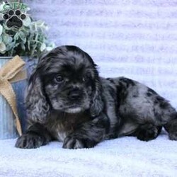 Beauty/Cocker Spaniel									Puppy/Female	/May 2nd, 2024,Are you looking for a charming Cocker Spaniel puppy with a gorgeous soft coat and gentle eyes? You must meet our beautiful puppies! Each puppy in this litter comes up to date on shots and dewormer and is vet checked. Our puppies are family raised and socialized with children and other dogs. If you are seeking a friendly, intelligent, and loving puppy contact us today! 