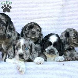 Beauty/Cocker Spaniel									Puppy/Female	/May 2nd, 2024,Are you looking for a charming Cocker Spaniel puppy with a gorgeous soft coat and gentle eyes? You must meet our beautiful puppies! Each puppy in this litter comes up to date on shots and dewormer and is vet checked. Our puppies are family raised and socialized with children and other dogs. If you are seeking a friendly, intelligent, and loving puppy contact us today! 