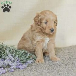 Landon/Mini Goldendoodle									Puppy/Female	/6 Weeks,Adorable, affectionate, and friendly! Landon is a cuddly Mini Goldendoodle, family raised with lots of love and pampering. He is currently being house trained and loves a romping in the grass! He comes with a 1 year genetic health guarantee, an he is up to date on his vaccinations and dewormer. 