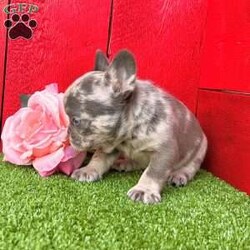 Tammy/French Bulldog									Puppy/Female	/9 Weeks, Tammy is a gorgeous little Lilac tan Merle Akc registered frenchy puppy! Up to date with all shots and dewormings will come with a health guarantee! Family raised and well socialized! Ground delivery is available right to your door! Contact us today to get your new family member!