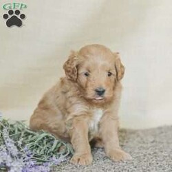 Landon/Mini Goldendoodle									Puppy/Female	/6 Weeks,Adorable, affectionate, and friendly! Landon is a cuddly Mini Goldendoodle, family raised with lots of love and pampering. He is currently being house trained and loves a romping in the grass! He comes with a 1 year genetic health guarantee, an he is up to date on his vaccinations and dewormer. 