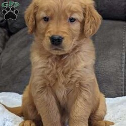 Murphy/Golden Retriever									Puppy/Male	/7 Weeks,Hello there! Meet our precious little boy, Sweet Murphy. I mean have you ever seen so much cuteness in one picture!:) he is a mini beautiful AKC registered golden retriever, His mom and dad are both Golden retrievers. He is very precious and is very cuddly and loves giving kisses!;) he is very well socialized with kids and would make the perfect companion to anyone giving him a loving home! he is a very happy and healthy little boy! He will be available to his new home on July 1st.