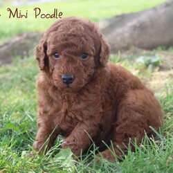 Murphy/Miniature Poodle									Puppy/Male	/6 Weeks,Hey There, My name is Murphy! I am a very cute male AKC Mini Poodle puppy! I was born on May 13th, 2024. I am such a sweet little boy! I’m looking for my new family, could that be with you? If you choose me I will come home to you vet checked, microchipped and AKC Registered. My mom weighs 27 pounds and my dad weighs 18 pounds. If you think that I would make the perfect little addition to your family, then please call or text to find out more information about me!