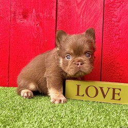 Zack/French Bulldog									Puppy/Male	/9 Weeks,Zack is a stunning rojo and tan visual fluffy Akc registered frenchy puppy! Carries blue no brindle! Great quality! Up to date with all shots and dewormings will come with a health guarantee! Family raised and well socialized! Ground delivery is available right to your door! Contact us today to get your new family member!