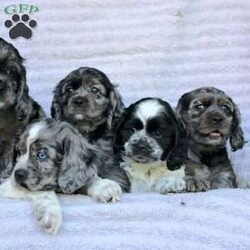 Beauty/Cocker Spaniel									Puppy/Female	/May 2nd, 2024,Are you looking for a charming Cocker Spaniel puppy with a gorgeous soft coat and gentle eyes? You must meet our beautiful puppies! Each puppy in this litter comes up to date on shots and dewormer and is vet checked. Our puppies are family raised and socialized with children and other dogs. If you are seeking a friendly, intelligent, and loving puppy contact us today! 