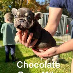 French Bulldogs - Hunter Valley/French Bulldog/Male/Younger Than Six Months,Hunter Valley Based Family with proven litters and references that can be provided.*** Milo Sold****** Koda Sold****** Honey Sold**** REVEAL_DETAILS *** Buddy Sold***** Pearl sold ***MDBA RegisteredAll Dogs supplied with Pet PaperworkWormed, Microchipped and VaccinatedPuppy Food suppliedDetails of each pet listed on photoCan assist with transport (references available from people we have assisted with before )Pups will be ready to go from 22/06/2024** Please contact via phone as we will not respond to messages or text**Chris - ******4352 REVEAL_DETAILS Melissa ******1073 REVEAL_DETAILS 