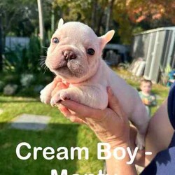 French Bulldogs - Hunter Valley/French Bulldog/Male/Younger Than Six Months,Hunter Valley Based Family with proven litters and references that can be provided.*** Milo Sold****** Koda Sold****** Honey Sold**** REVEAL_DETAILS *** Buddy Sold***** Pearl sold ***MDBA RegisteredAll Dogs supplied with Pet PaperworkWormed, Microchipped and VaccinatedPuppy Food suppliedDetails of each pet listed on photoCan assist with transport (references available from people we have assisted with before )Pups will be ready to go from 22/06/2024** Please contact via phone as we will not respond to messages or text**Chris - ******4352 REVEAL_DETAILS Melissa ******1073 REVEAL_DETAILS 