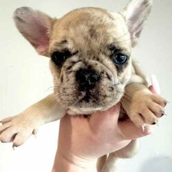 Certified Pedigree French Bulldog Puppy RRP$5000/French Bulldog/Both/Younger Than Six Months,Visit Bennetts Breeding Instagram or Facebook For More Photos & Videos!