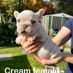 French Bulldogs - Hunter Valley/French Bulldog/Male/Younger Than Six Months,Hunter Valley Based Family with proven litters and references that can be provided.*** Milo Sold****** Koda Sold****** Honey Sold**** REVEAL_DETAILS *** Buddy Sold***** Pearl sold ***MDBA RegisteredAll Dogs supplied with Pet PaperworkWormed, Microchipped and VaccinatedPuppy Food suppliedDetails of each pet listed on photoCan assist with transport (references available from people we have assisted with before )Pups will be ready to go from 22/06/2024** Please contact via phone as we will not respond to messages or text**Chris - ******4352 REVEAL_DETAILS Melissa ******1073 REVEAL_DETAILS 