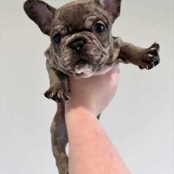 Certified Pedigree French Bulldog Puppy RRP$5000/French Bulldog/Both/Younger Than Six Months,Visit Bennetts Breeding Instagram or Facebook For More Photos & Videos!